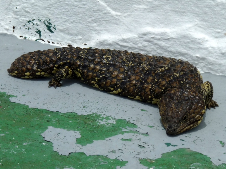 Tannenzapfenskink